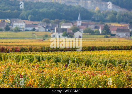 Puligny Montrachet auf der Great Wine Route, Burgund, Frankreich, Herbst Stockfoto