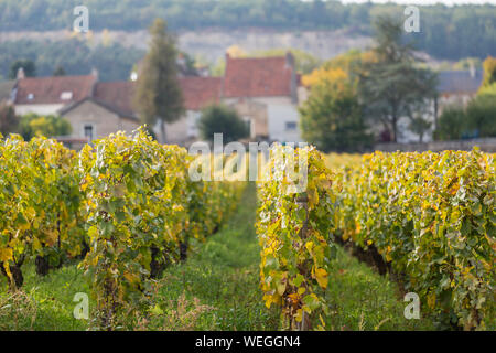 Puligny Montrachet auf der Great Wine Route, Burgund, Frankreich, Herbst Stockfoto