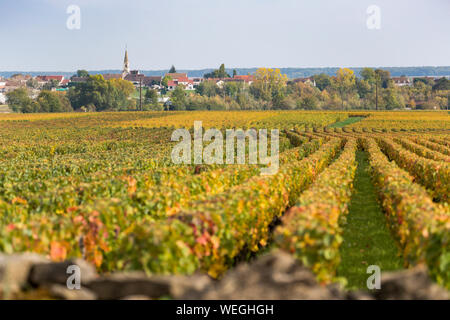 Puligny Montrachet auf der Great Wine Route, Burgund, Frankreich, Herbst Stockfoto