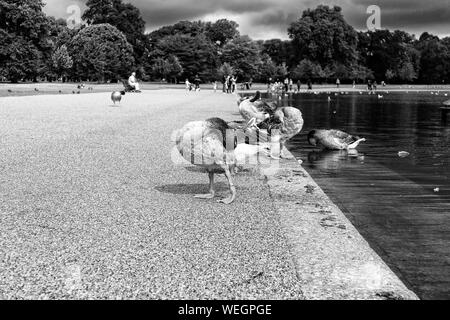 Wild Geese auf Kensington Gardens in London. Stockfoto