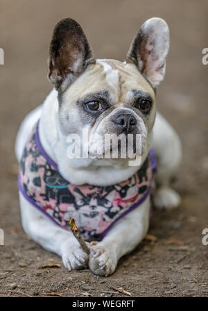 Pied Französische Bulldogge Weibchen mit einem Zweig. Stockfoto