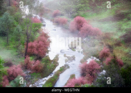 Saltcedar oder Five-Stamen Tamariske (Tamarix chinensis {ramosissima} an den Ufern des Bear Creek mit Nebel. Bear Valley, Kalifornien Stockfoto