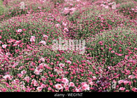 Rosa Chrysanthemen, Bunt der Blumen in sonniger Tag, selektive konzentrieren. Festliche floral background, schöne Muster, Symbol der Herbst Stockfoto