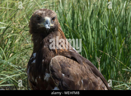 Mongolische Golden Eagle Stockfoto