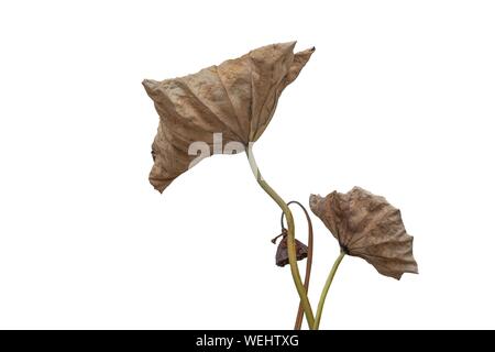 Lotus seed Pod und Blatt verwelkt auf weißem Hintergrund Stockfoto