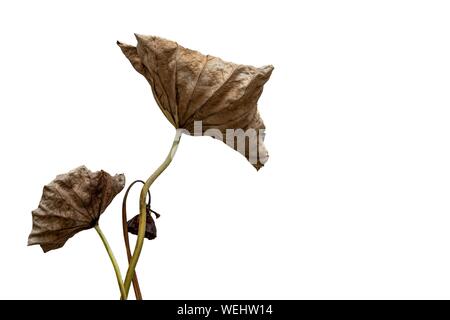 Lotus seed Pod und Blatt verwelkt auf weißem Hintergrund Stockfoto