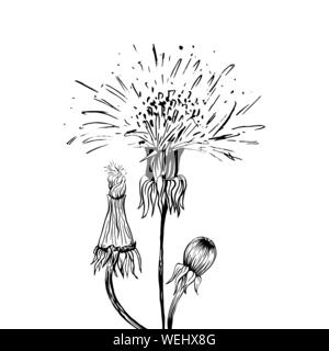 Blühende Löwenzahn freehand Vector Illustration. Feder Honig Pflanze, wildflower skizzieren. Fragile Sommerblume, Taraxacum Blätter und Blüten Schwarzweiß-Gravur. Postkarte, Poster design Element Stock Vektor