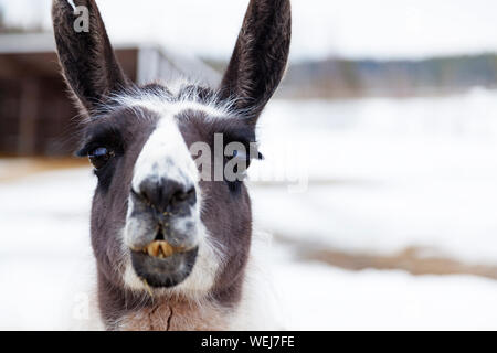 Kauen Lamas im Winter bei Mickelbo in der Nähe von Umea Stockfoto