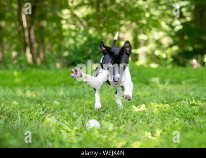 Ein verspielter Schwarz und Weiß gemischt Rasse Welpen jagen und stürzen sich auf einer Kugel im Gras Stockfoto