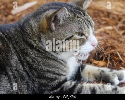 Download Hemingway katzen Free