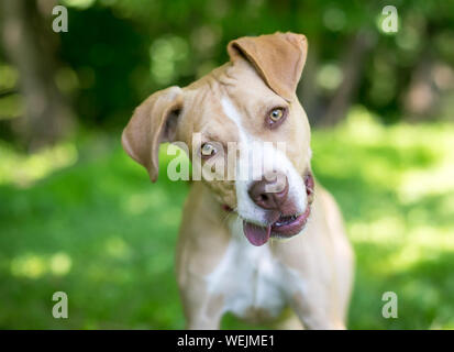 Nahaufnahme eines jungen braunen und weißen Mischling Hund mit einem lustigen Ausdruck, Hörverständnis mit einem Kopf neigen Stockfoto