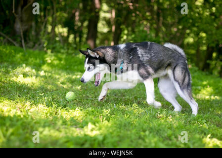 Eine reinrassige Siberian Husky Hund auf der Jagd nach einem Ball im Freien Stockfoto