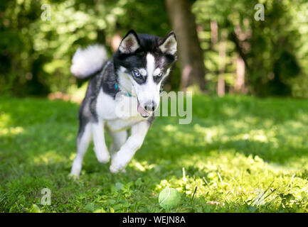 Eine reinrassige Siberian Husky Hund auf der Jagd nach einem Ball im Freien Stockfoto