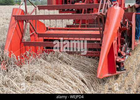 Haselbury Plucknet. Somerset. Vereinigtes Königreich. 18. August 2019. In der Nähe des Bed einer alten Mähdrescher Ernten von Weizen in einem gestern Farm Stockfoto