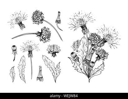 Blühende Löwenzahn freehand Vektorgrafiken. Feder Honig Pflanze, Hand gezeichnet wildflower Zweigen. Sommer Blume, Taraxacum Blätter, Knospen Schwarzweiß-Gravur. Postkarte, Poster design Element Stock Vektor