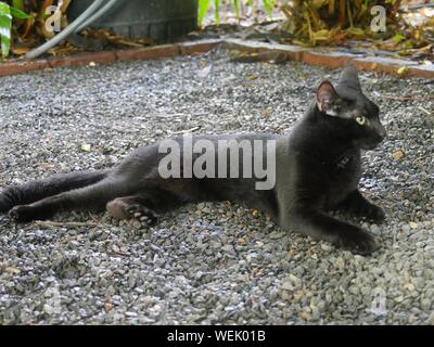 Eine der berühmtesten Katzen auf das Hemingway Haus in Key West, Florida. Stockfoto