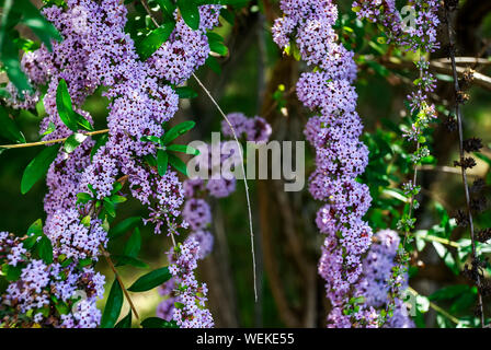 Brunnen Butterfly Bush (buddleja Alternifolia) Stockfoto