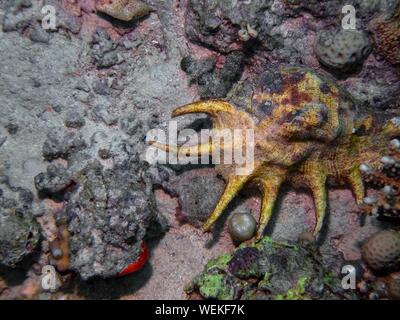 Gemeinsame Spider Conch (Lambis lambis) Stockfoto