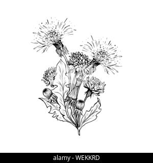 Blühende Löwenzahn freehand Vektor bouqet Illustrationen. Feder Honig Pflanze, Hand gezeichnet wildflower Zweigen. Sommer Blume, Taraxacum Blätter, Knospen Schwarzweiß-Gravur. Postkarte, Poster design Element Stock Vektor