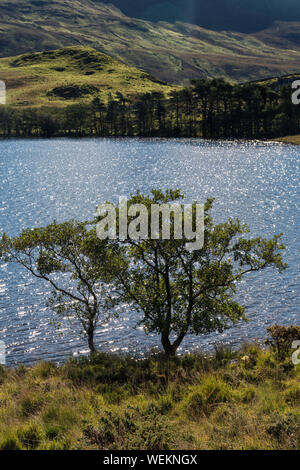 Bäume am Cregennan Seen Stockfoto