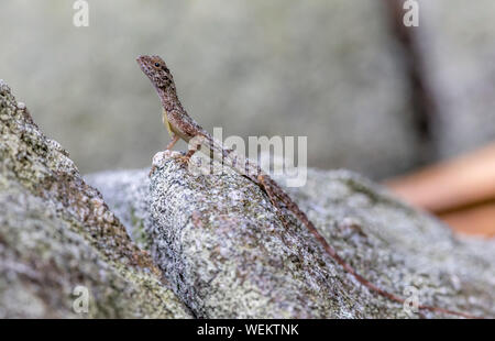 Drache auf Felsen Stockfoto