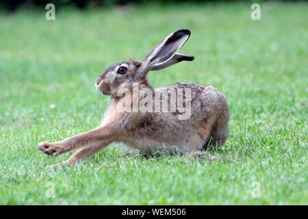 Kleine Hase bereit nach Beobachtung von Bedrohungen zu springen. Stockfoto