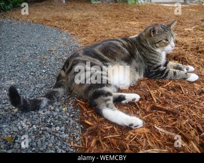 Eine der berühmtesten Katzen auf das Hemingway House Gardens in Key West, Florida. Stockfoto