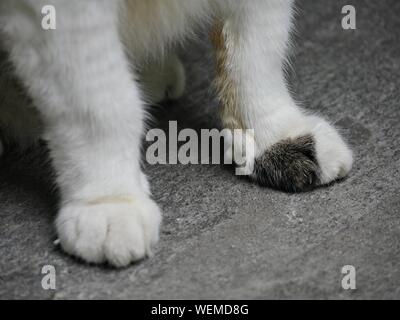 Nahaufnahme der Pfoten eines der berühmten Katzen auf das Hemingway Haus in Key West, Florida. Stockfoto