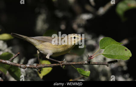 Weidensänger, sitzend im Apfelbaum Stockfoto