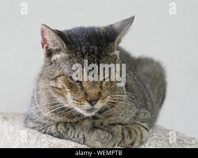 Eine der berühmtesten Katzen auf das Hemingway Haus in Key West, Florida. Stockfoto