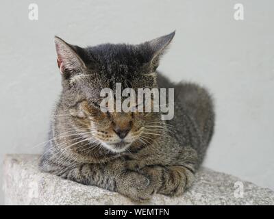 Mittlere Weite Einstellung auf einem der berühmten Katzen auf das Hemingway Haus in Key West, Florida. Stockfoto