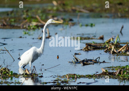 Silberreiher in Palo Verde Nationalpark, Costa Rica Stockfoto