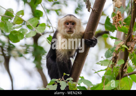 White-faced Kapuziner (Cebus Imitator) im Nationalpark Palo Verde, Costa Rica Stockfoto