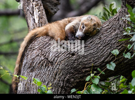 Eine weiße Nase Nasenbär (Nasua narica) Nickerchen auf einem Baum. Tucson, Arizona, USA. Stockfoto