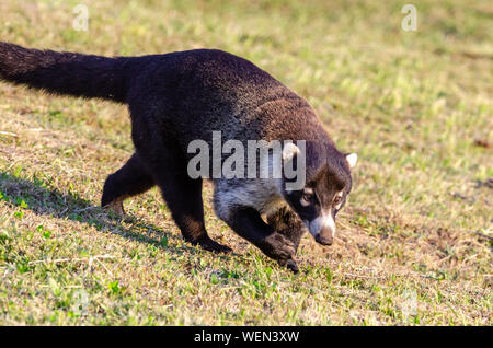 Weiße Nase Nasenbär (Nasua narica) in Monteverde, Costa Rica Stockfoto