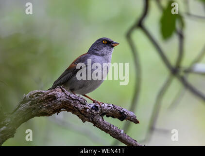 Ein Yellow-eyed Junco (Junco phaeonotus) thront ona Zweig. Tucson, Arizona, USA. Stockfoto