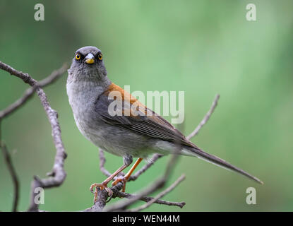 Ein Yellow-eyed Junco (Junco phaeonotus) thront ona Zweig. Tucson, Arizona, USA. Stockfoto