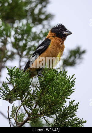 Eine männliche Schwarze - vorangegangen Grosbeak (Pheucticus melanocephalus) auf dem Wacholder thront. Tucson, Arizona, USA. Stockfoto