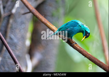 Grün (Honeycreeper Chlorophanes spiza) - männlich, Sarapiqui Stockfoto