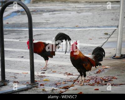 Zwei Hähne stehen auf einer konkreten am Straßenrand Stockfoto