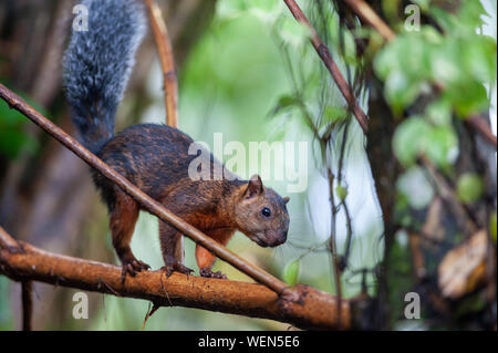 Bunte Eichhörnchen (Sciurus variegatoides) in der Nähe von Sarapiqui River, Costa Rica Stockfoto