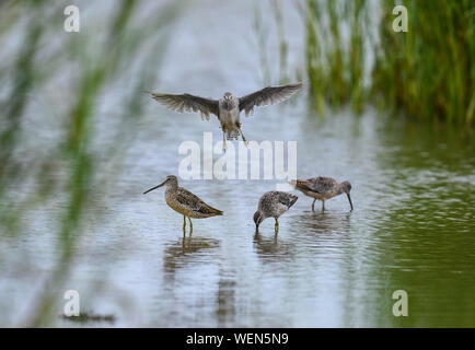 Short-billed Dowitchers (Limnodromus griseus) Nahrungssuche in einem flachen Teich. Galveston, Texas, USA. Stockfoto