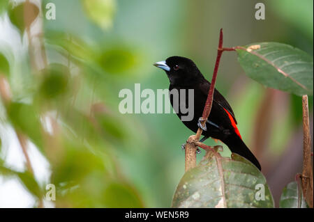 Scarlet-rumped tanager (Ramphocelus passerinii), Puerto Viejo de Sarapiqui, Costa Rica Stockfoto