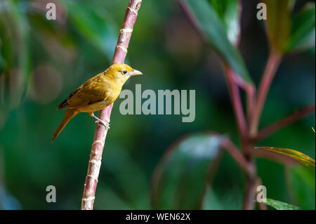 Sommer Tanager (Piranga rubra) - weiblich in Puerto Viejo de Sarapiqui, Costa Rica Stockfoto