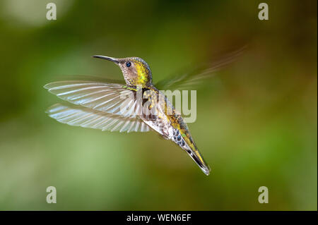 Weiß-necked Jakobiner (mellivora Florisuga) - weiblich, Rara Avis, Costa Rica Stockfoto