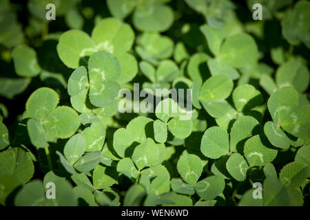 Close-up Clearing mit Klee Blätter, Konzept oder Hintergrund für St. Patricks Day, selektiver Fokus Stockfoto