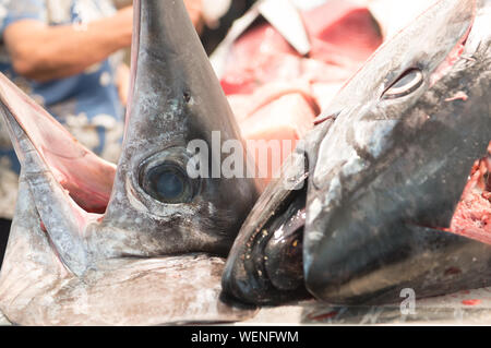 Nahaufnahme der Thunfisch Köpfe auf dem lokalen Markt Stockfoto