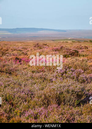 Heidekraut blüht auf dem Moor, so weit das Auge kann in Yorkshire, UK siehe Stockfoto