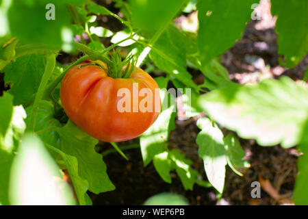 Organische frische reife rote Tomaten und einige Tomaten, die noch nicht reif sind, hängen an den Weinstock und eine Tomatenpflanze im Garten Stockfoto