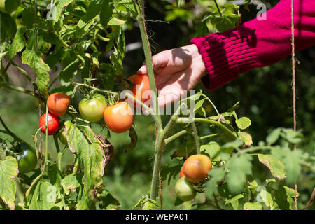 Organische frische reife rote Tomaten und einige Tomaten, die noch nicht reif sind, hängen an den Weinstock und eine Tomatenpflanze im Garten Stockfoto